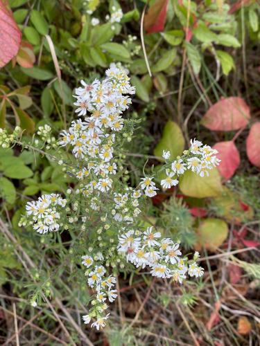 White Heath Aster