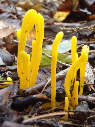 Ramariopsis coral fungus