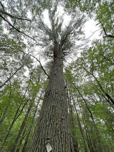 White Pine tree in July beside the Cider Mill Pond trail at Westford in northeast MA