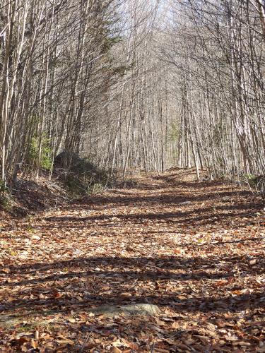 snowmobile trail in late October at Cilley Northwest Mount in New Hampshire