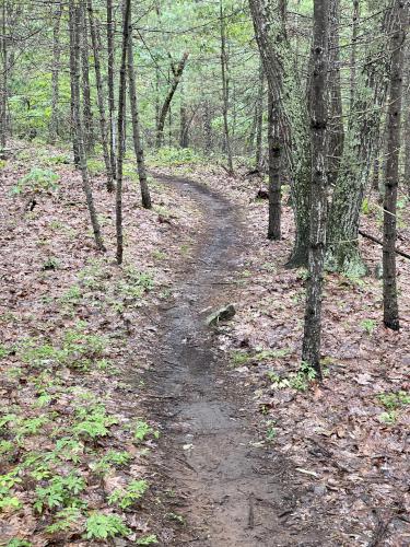 trail in June at Clyde Pond Trails near Windham in southern NH