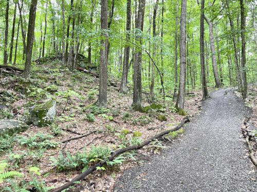 trail in June at Clyde Pond Trails near Windham in southern NH