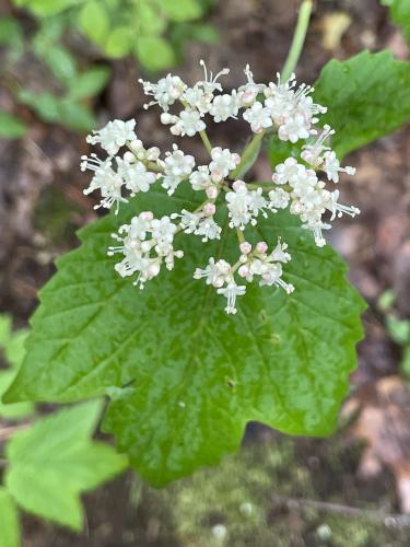 Mapleleaf Viburnam (Viburnum acerifolium) in June at Clyde Pond Trails near Windham in southern NH