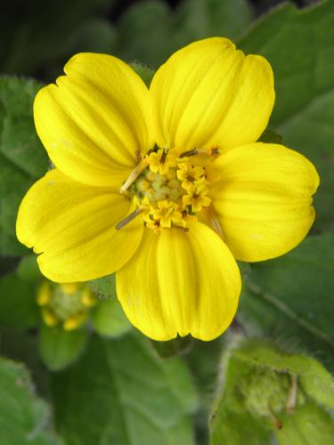 Creeping Green-and-gold (Chrysogonum virginianum var. australe)