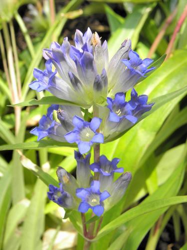 Common Gentian (Gentiana dahurica)