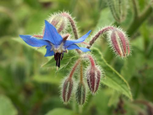 borage