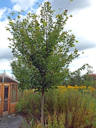 elm tree in September at Coastal Maine Botanical Gardens