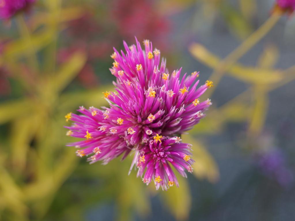 lone purple flower in September at Coastal Maine Botanical Gardens