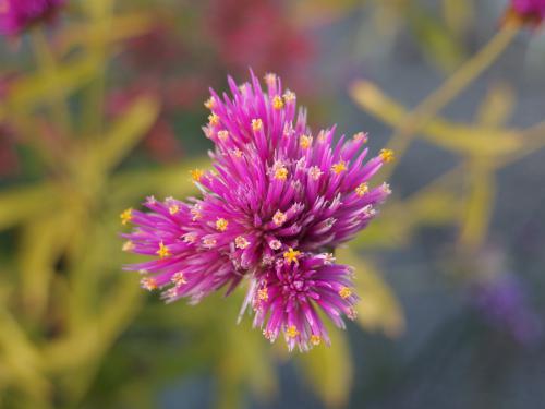 lone purple flower in September at Coastal Maine Botanical Gardens