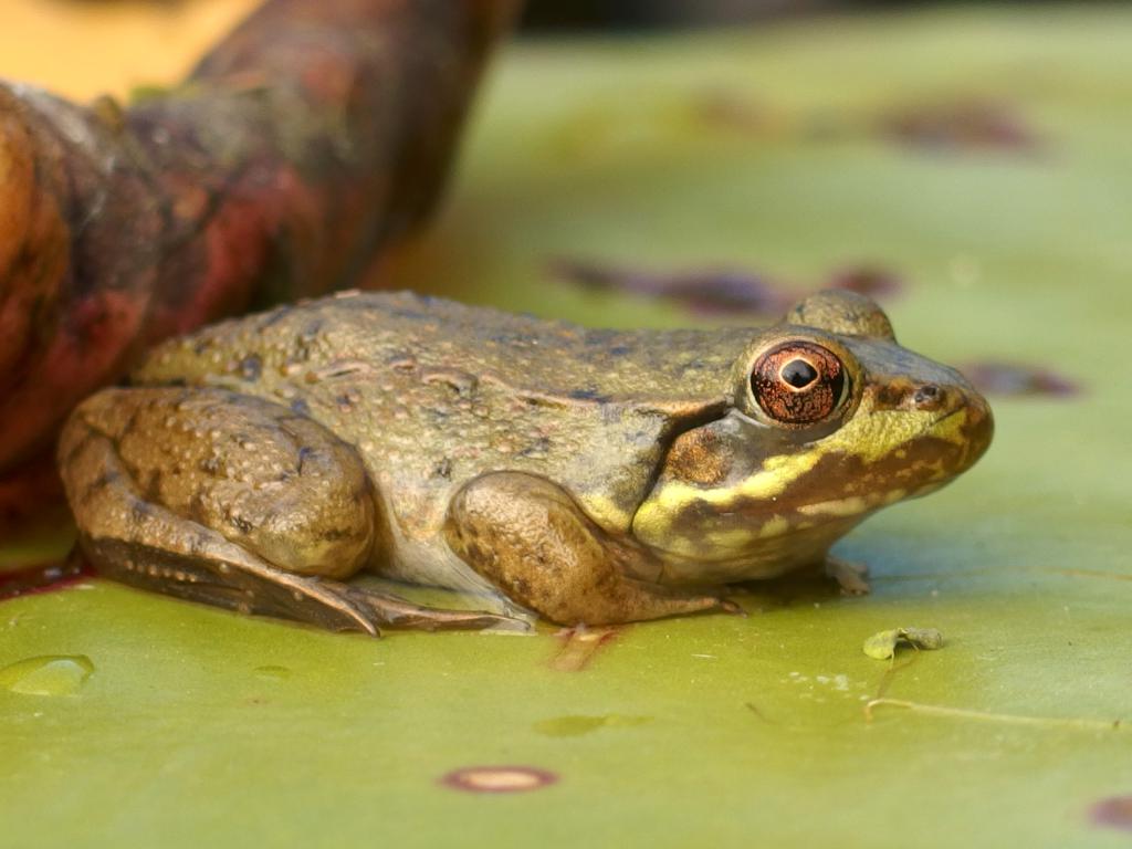 Green Frog (Rana clamitans) in September at Coastal Maine Botanical Gardens