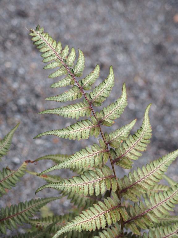 Ghost Fern (Athyrium 'Ghost') in September at Coastal Maine Botanical Gardens