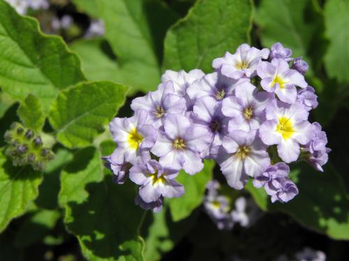 Simply Sensational Heliotrope (Heliotropium 'USHTRP0303')