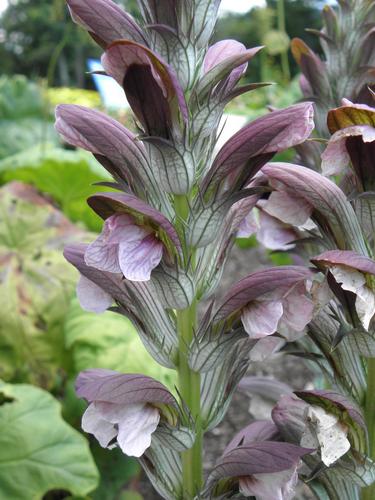 Bear's Breeches (Acanthus hungaricus)