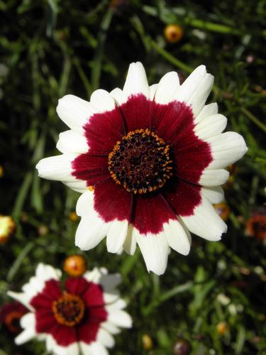 Tickseed (Coreopsis 'Jive')