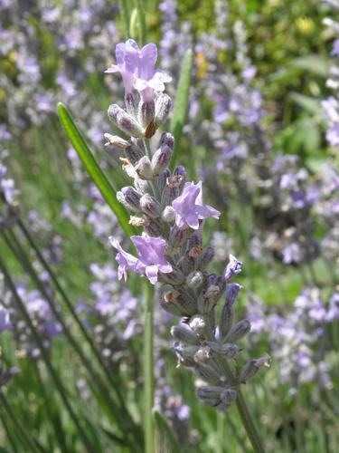 England Lavender