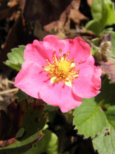 Lipstick Ornamental Strawberry