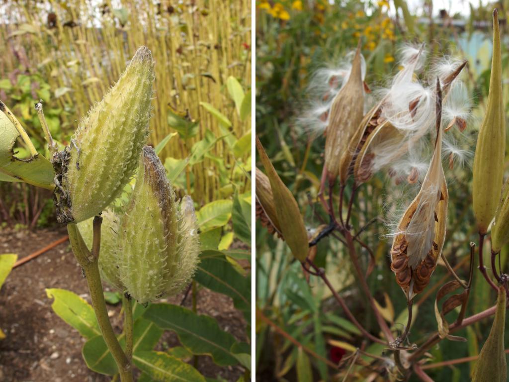 Common Milkweed (Asclepias syriaca) fruit in September at Coastal Maine Botanical Gardens