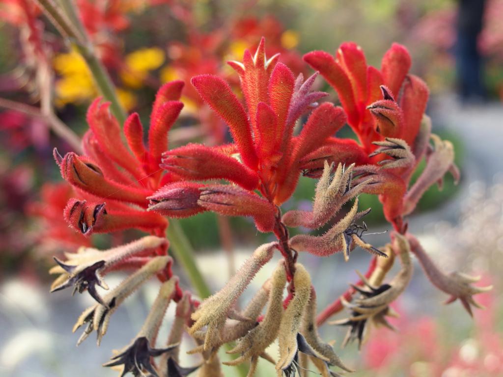 unusual flowers in September at Coastal Maine Botanical Gardens