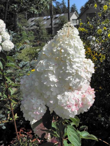 Panicle Hydrangea (Hydrangea paniculata)