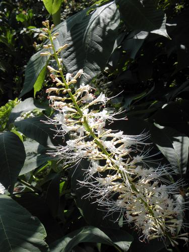 Bottlebrush Buckeye