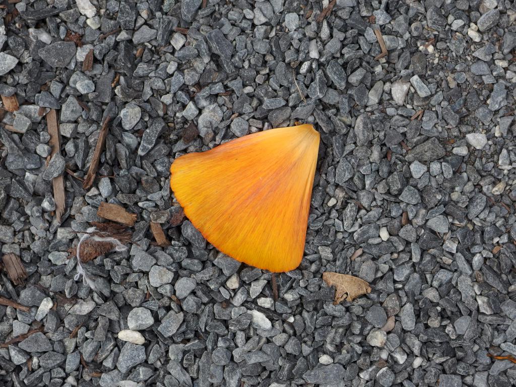 flower petal on the gravel path in September at Coastal Maine Botanical Gardens