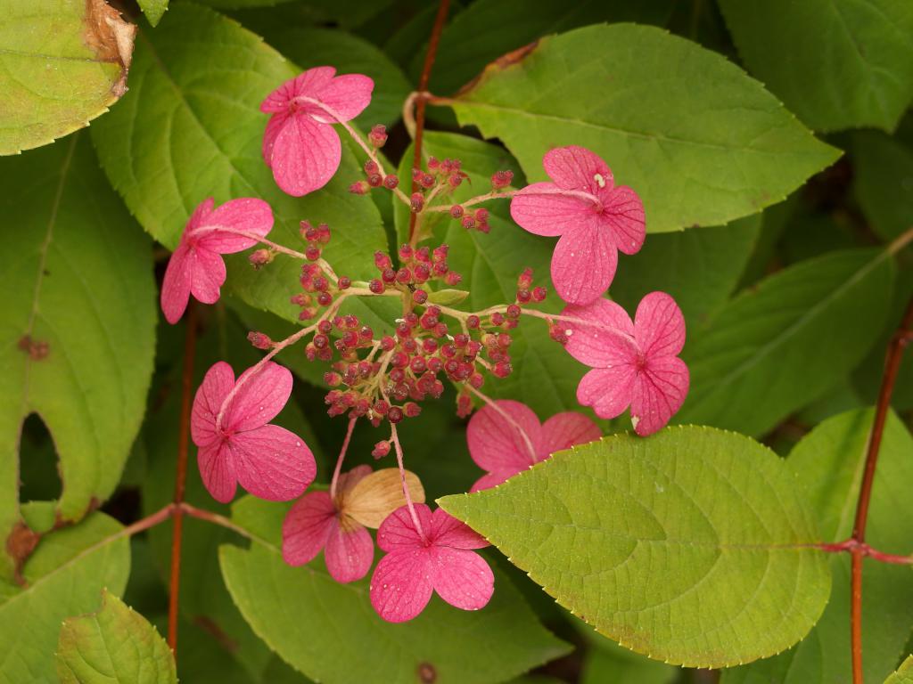 ring of pink flowers in September at Coastal Maine Botanical Gardens