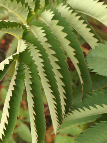 saw-blade like plant in September at Coastal Maine Botanical Gardens