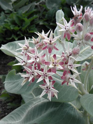 Showy Milkweed (Asclepias speciosa 'Davis')