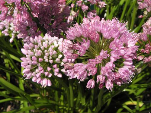 Mt. Sinai Chives (Allium 'Mt. Sinai')