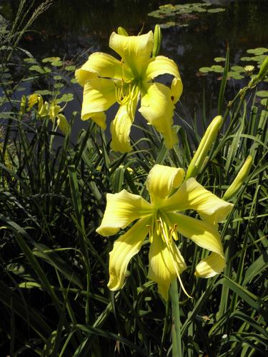 Daylily (Hemerocallis 'Spider Miracle')