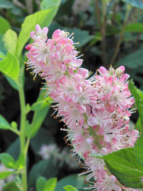 Summersweet Clethra (Clethra alnifolia 'Ruby Spice') at Coastal Maine Botanical Gardens