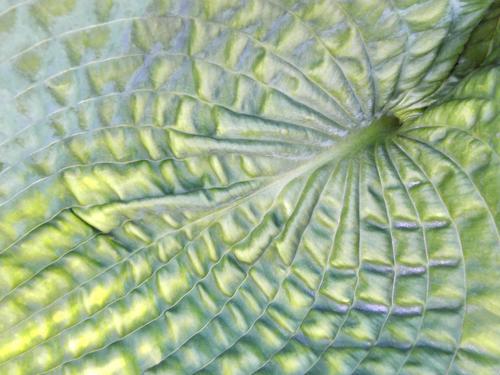 Dawn-of-Day Hosta (Hosta 'Tokudama Aureonebulosa')