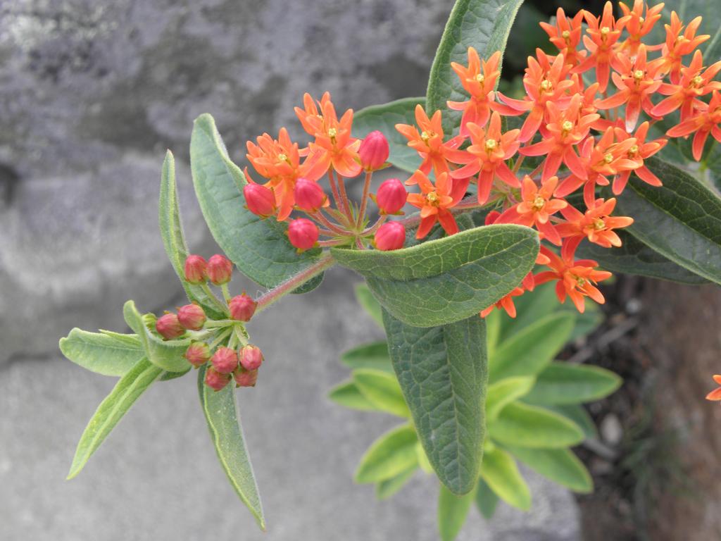 Butterfly Weed (Asclepias tuberosa) at Coastal Maine Botanical Gardens