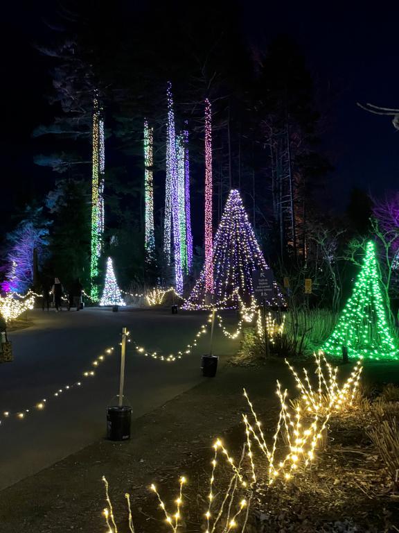 illuminated tree trunks in November at Coastal Maine Botanical Gardens in eastern ME