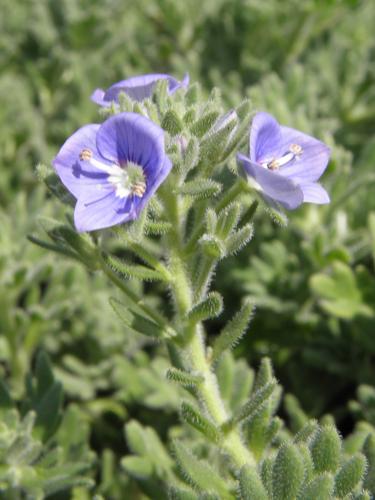 Whitleys Speedwell