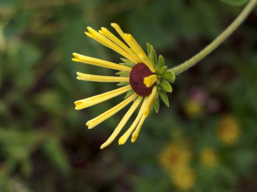 solitary yellow flower in September at Coastal Maine Botanical Gardens