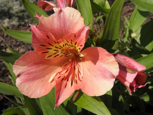 Princess Mathilde Peruvian Lily (Alstroemeria 'Zaprimat')