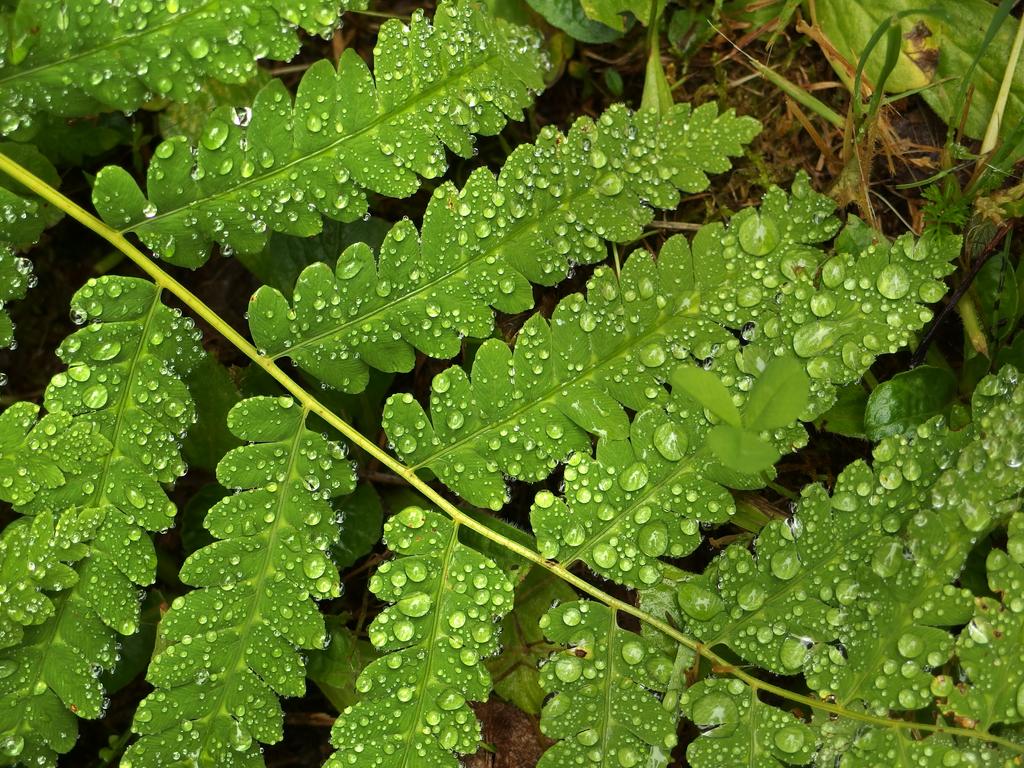 wet fern frond on Cobb Hill in Vermont