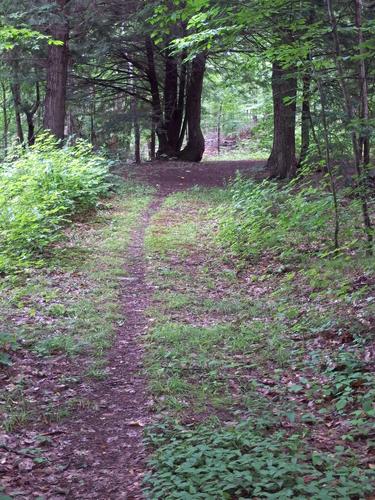 hiking trail at Cobb Hill in Vermont