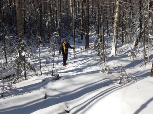 Dick heads up through the woods on a bushwhack to Cobble Hill in northwestern New Hampshire