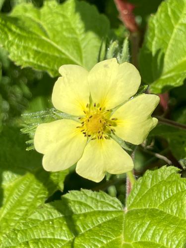 Smooth Blackberry (Rubus canadensis) in June at Cobble Hill in southwest MA