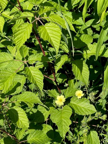 Smooth Blackberry (Rubus canadensis) in June at Cobble Hill in southwest MA