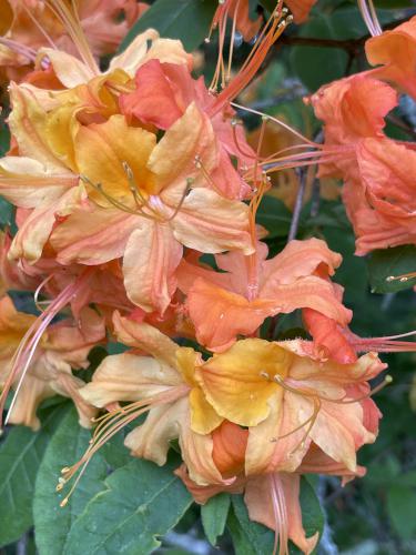 Azaleas in June at Cochran Sanctuary in northeastern Massachusetts