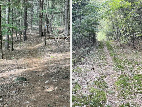 trails in September at Cogswell Mountain in New Hampshire