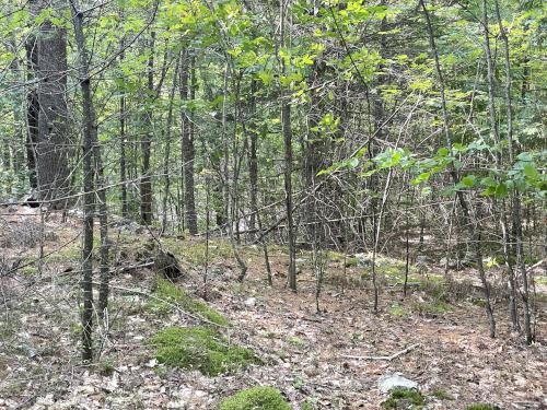 bushwhacking woods in September on Cogswell Mountain in New Hampshire