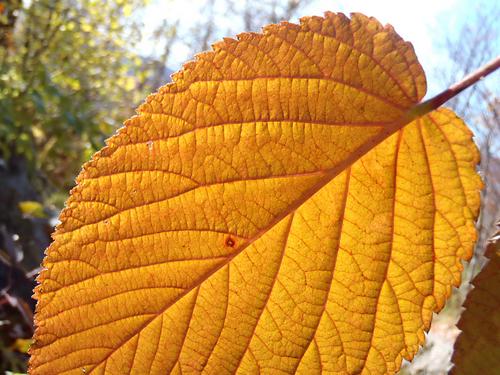 colorful leaf on Cold Hollow Mountain in Vermont