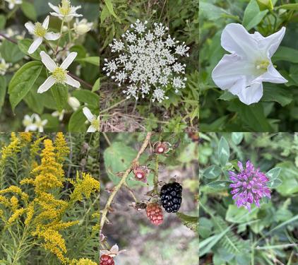 flowers in August at Cold River in southwestern NH