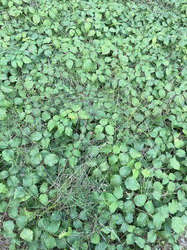 poison ivy in August at Cold River in southwestern NH