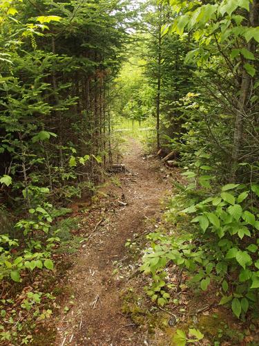 Blue Trail at Cole Hill in New Hampshire