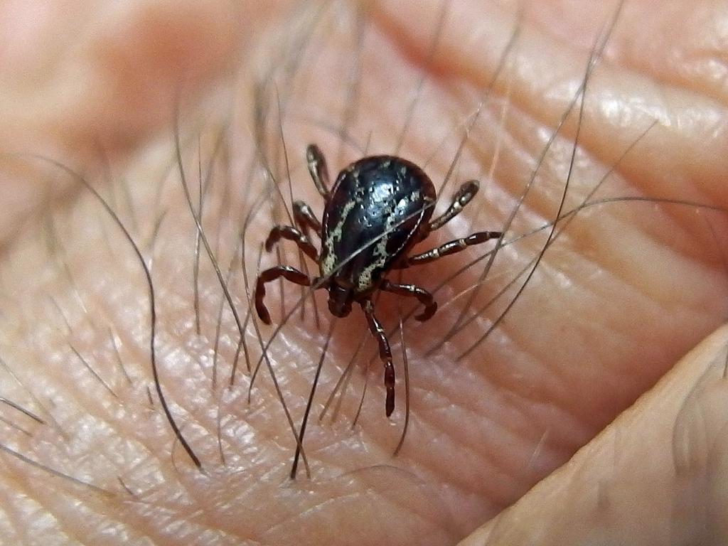 a tick navigates through the hair on the back of Fred's finger after hiking Cole Hill in June in New Hampshire